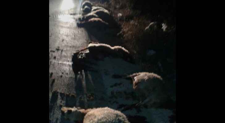 The sheep were killed due to careless driving. (Roya)