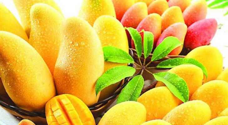 It is feasible for Mangoes to grow in Jordan's current climate. (The Better India)