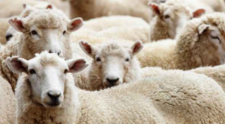 The NSCP did not specify how much local and imported sheep should be sold for. (Q Kuwait)