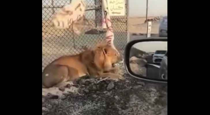 The lion escaped its enclosure in Al Jahra Governorate. (YouTube)