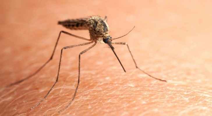 Ministry of Agriculture: Jordan is Leishmaniasis-free