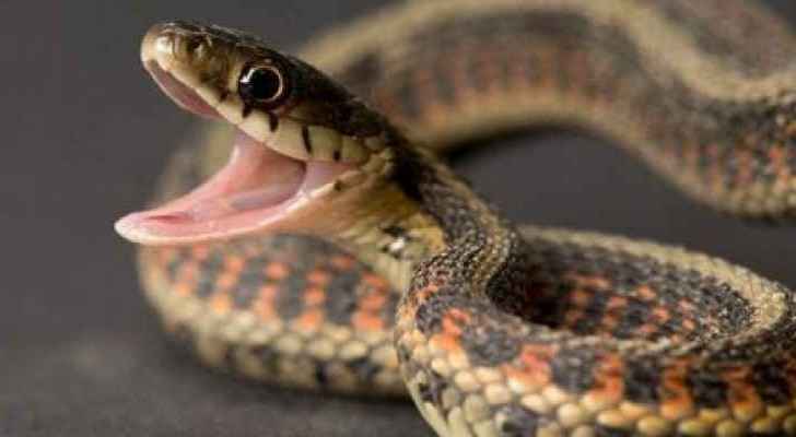 Fifteen venomous snakes were found in homes in Tafilah this summer. (Roya Arabic)