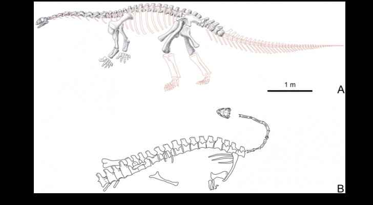 Yizhousaurus sunae skeleton and preservation status