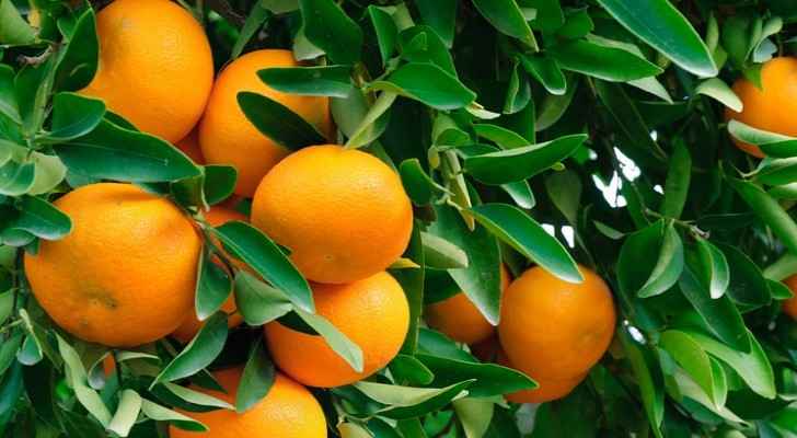 Citrus trees are common in Jordan. (Fast Growing Trees)