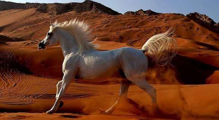Egypt breeds five strains of Arabian horse. (Egypt Today)