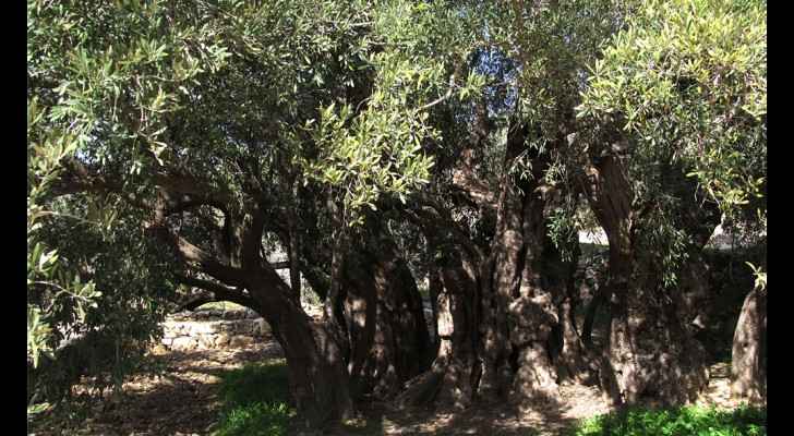Largest, oldest olive tree found in Palestine