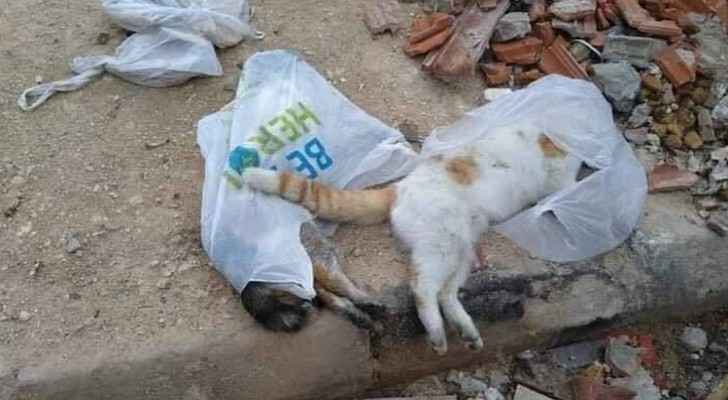 The cats died after eating contaminated sardines. (Roya)