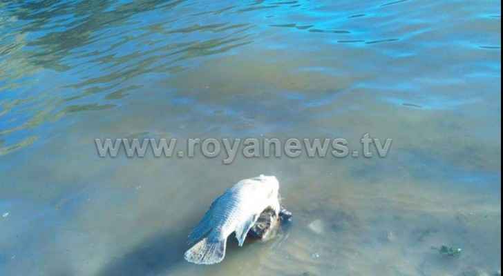 Pollution in King Talal Dam kills dozens of fish