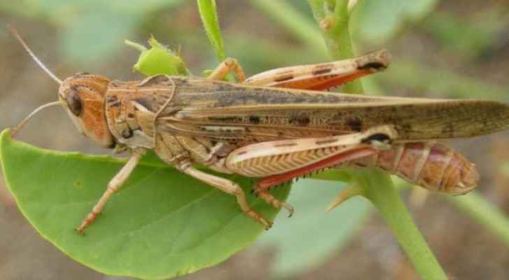 Will expected cold strong winds deter locust swarms from entering Jordan