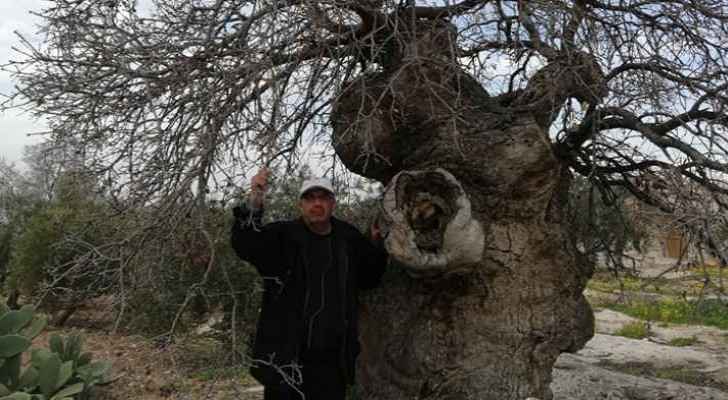 650 year old tree in Irbid to get new life
