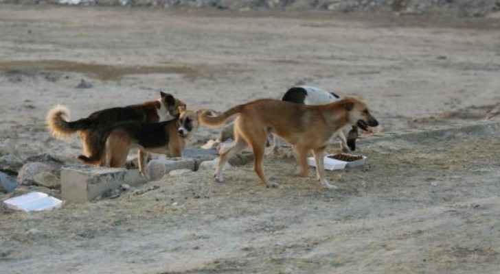 Stray dogs maul kid to death in Mafraq