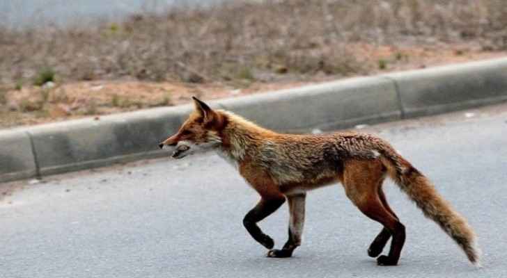 Wild fox prevents passenger plane from landing at airport in Russia