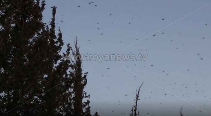 New locusts swarm enters Tafilah 