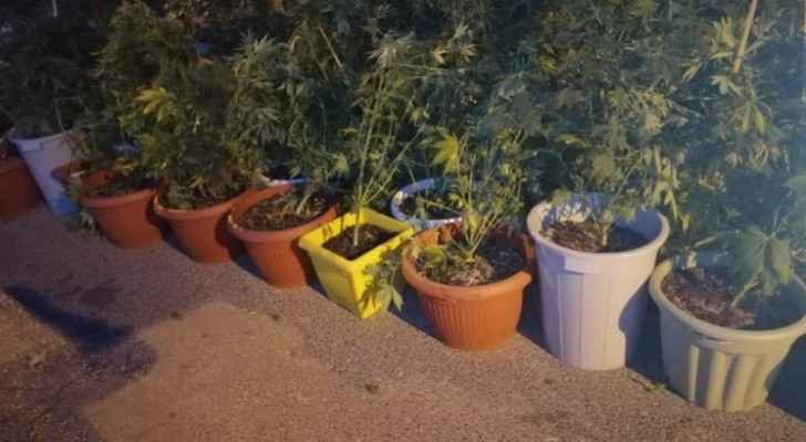 Three people arrested after using house to plant marijuana in Tabarbour