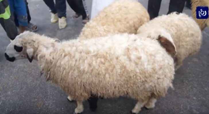 GAM announces locations for slaughtering, selling sheep via e-applications
