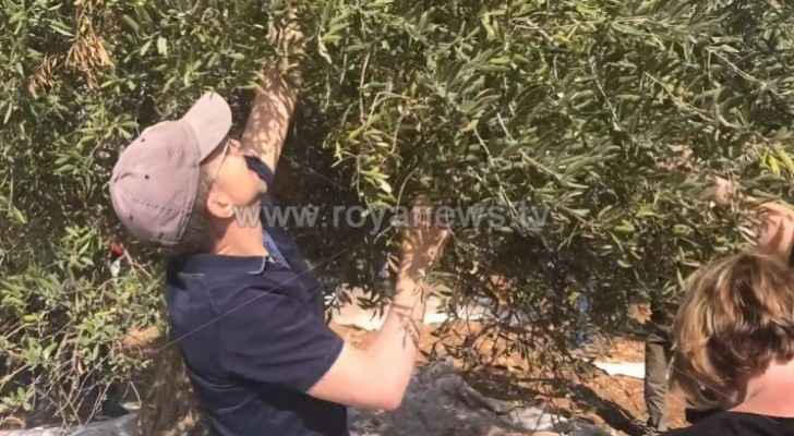 US Embassy members, Deputy Chief of Mission join Jordanian family for olive picking in Ajloun
