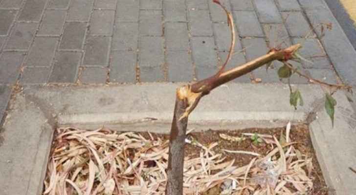 Small trees vandalized by unknown people on main road in Amman