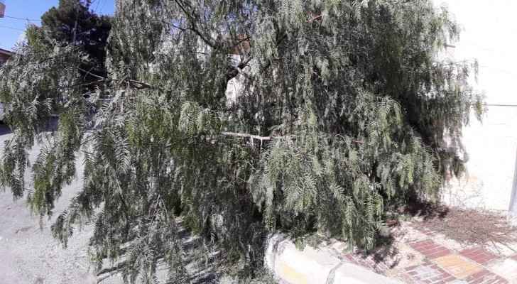 Residents of building in Amman call on GAM to remove tree that fell due to strong winds