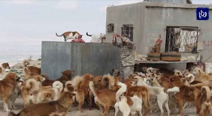 Stray dog keeper: I'd rather be hungry than see them hungry