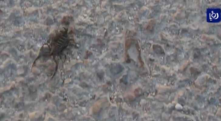 VIDEO: Jordanians call on authorities to tackle scorpion issue