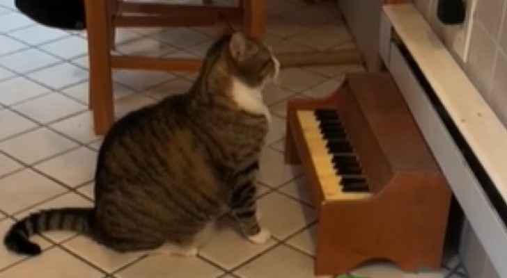 VIDEO: Clever cat plays piano