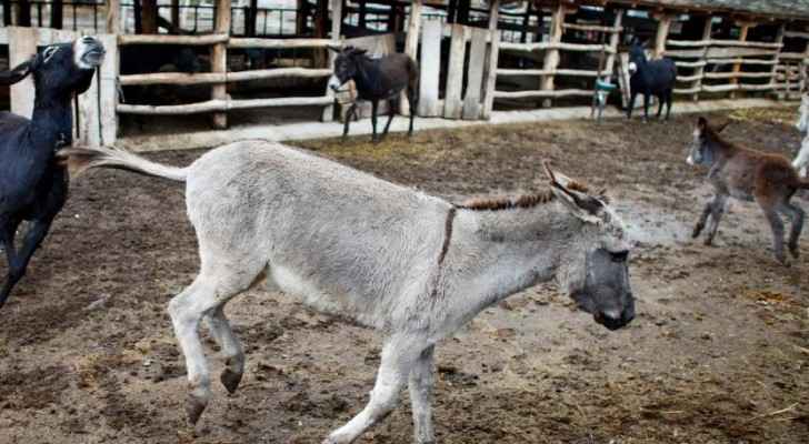 Donkeys in Jordan face extinction as donkey products grow in popularity elsewhere