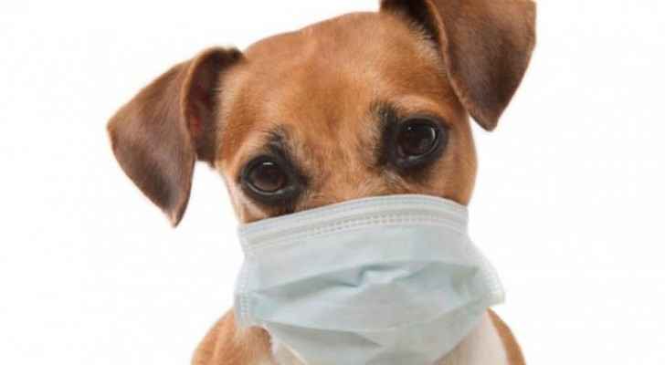 Dog tests positive for COVID-19 in Irbid