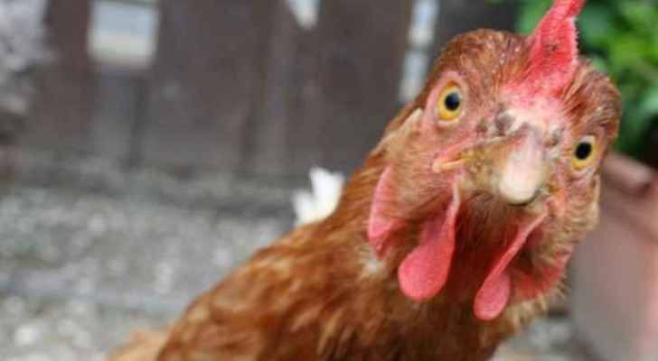 Jordan poultry and egg industry able to meet local demand