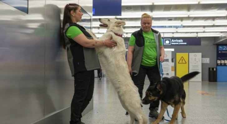 Dog training to detect COVID-19 at Helsinki airport