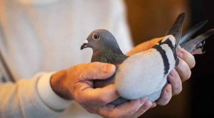 Mystery Chinese buyer purchases pigeon for EUR 1.6 million in Belgium