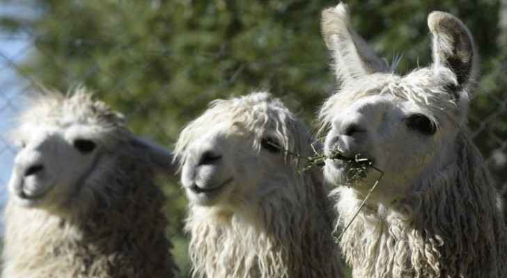 Neuroscientists isolate ‘mini-antibodies’ against COVID-19 in llamas