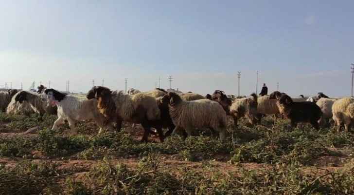 Livestock farmers demand reconsideration of procedures behind livestock exports