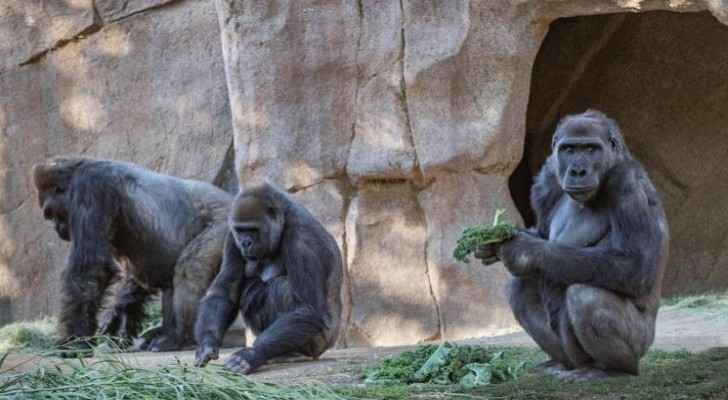 COVID-19 infections recorded among gorillas ‘on the brink’ of extinction