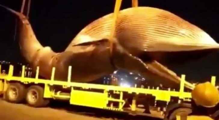 VIDEO: Deceased whale pulled out of Kuwaiti sea