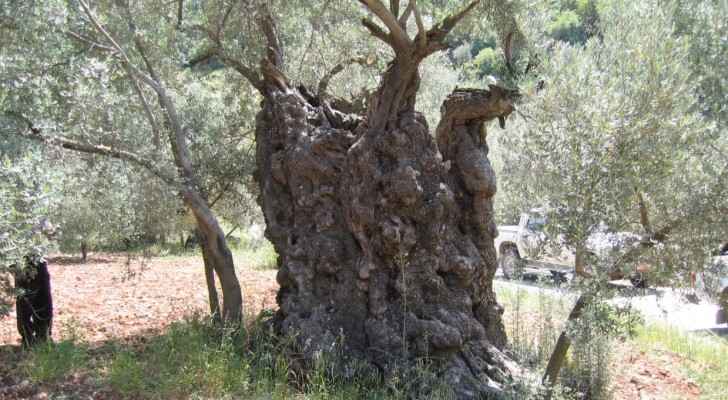 Jordan one of centers of origin for olive trees’ cultivation throughout ages: study