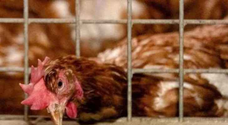 Seven individuals in Russia infected with new bird flu strain