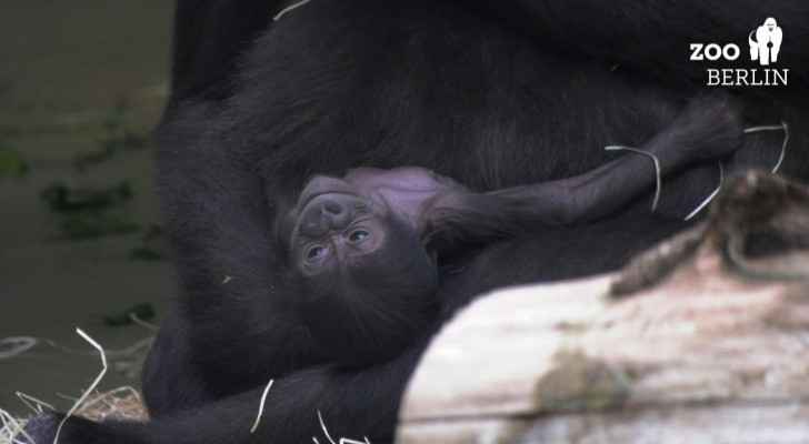 Berlin Zoo welcomes first newborn gorilla in 16 years
