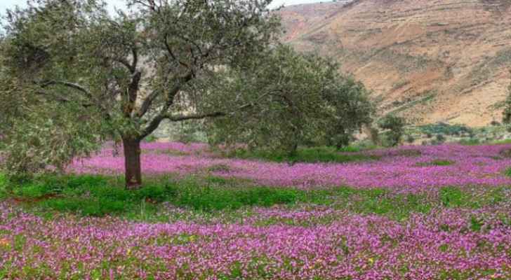 Jordan's weather becomes warmer, temperatures continue rising