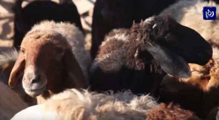 66,000 head of livestock arrive at Aqaba Port