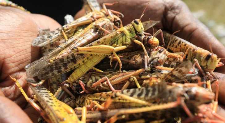 IMAGES: Fight against swarms of desert locusts continues: Agriculture Ministry