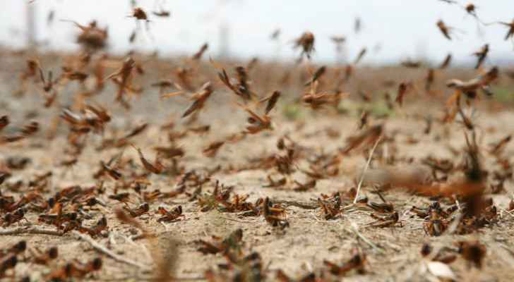 Jordanian Air Force helps combat locust swarms