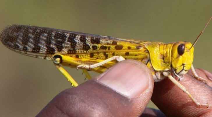 Agriculture Ministry speaks about current locust situation