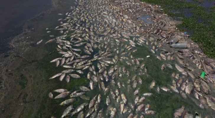 Tonnes of dead fish wash up on shore of highly polluted lake in Lebanon