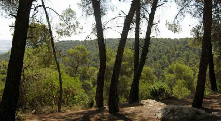 Woods in Jerash - from the archives