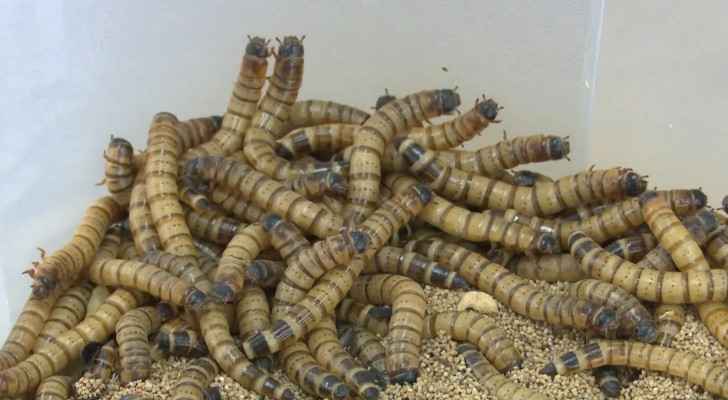 Kuwaiti breeder hopes 'superworms' will become new superfood