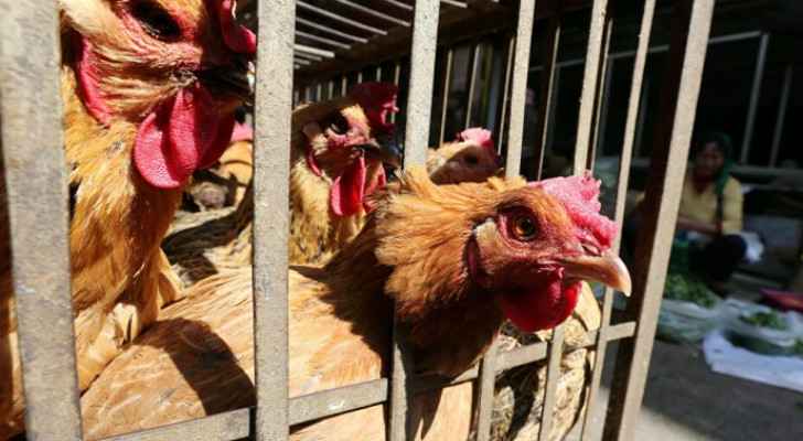 China confirms first human case of H10N3 bird flu