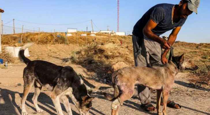 Beyond Palestinians, animals pay price for brutality of Israeli Occupation aggression in Gaza
