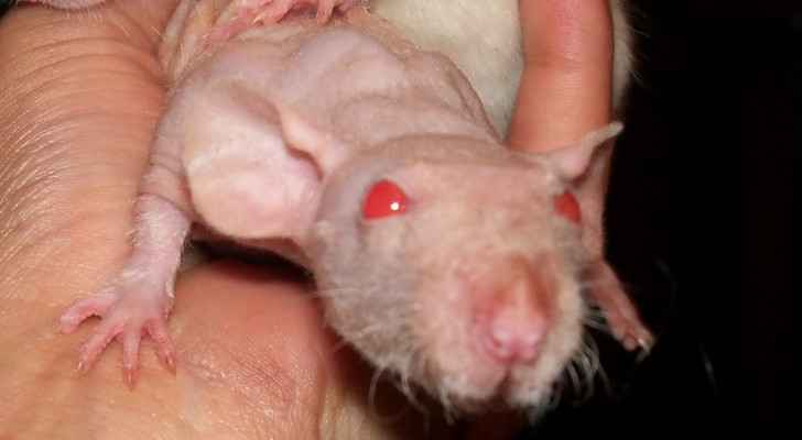 Chinese military engineered mice with 'humanized lungs' prior to pandemic: report