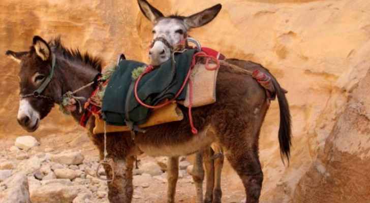 Petra's donkeys suffer as coronavirus cripples tourism