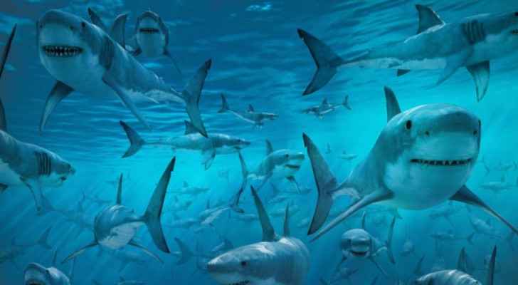 Presence of sharks near Aqaba shores ‘very rare’: marine expert